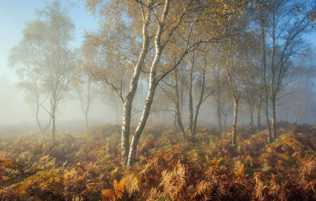 Photo wallpaper autumn, nature, fog, morning