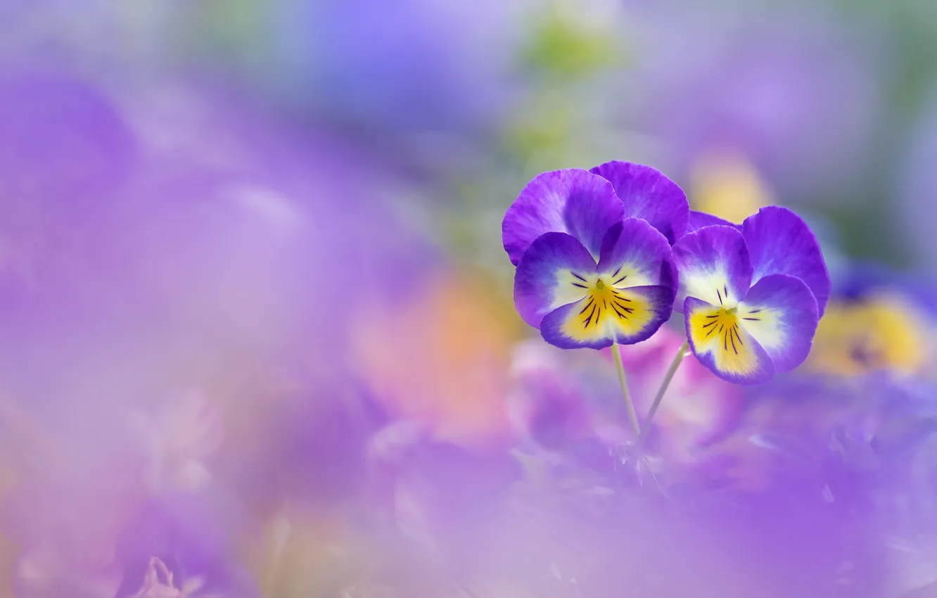 Photo wallpaper flowers, background, blur, Pansy, a couple, Duo, lilac, bokeh