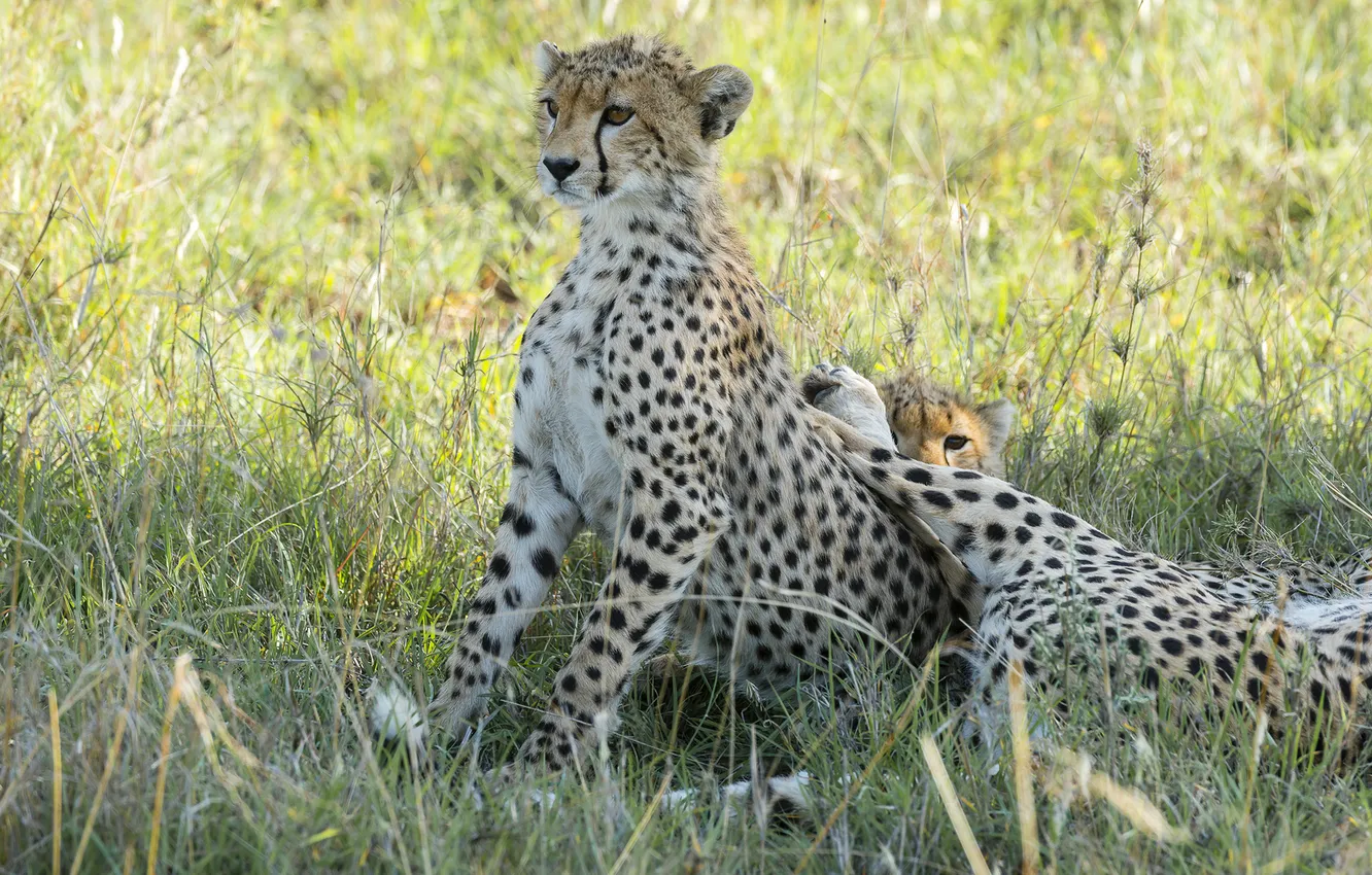 Photo wallpaper the game, family, Cheetah