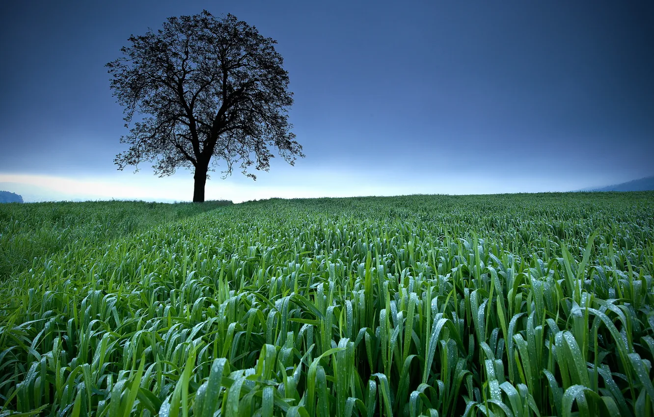 Photo wallpaper field, the sky, trees, landscape, nature