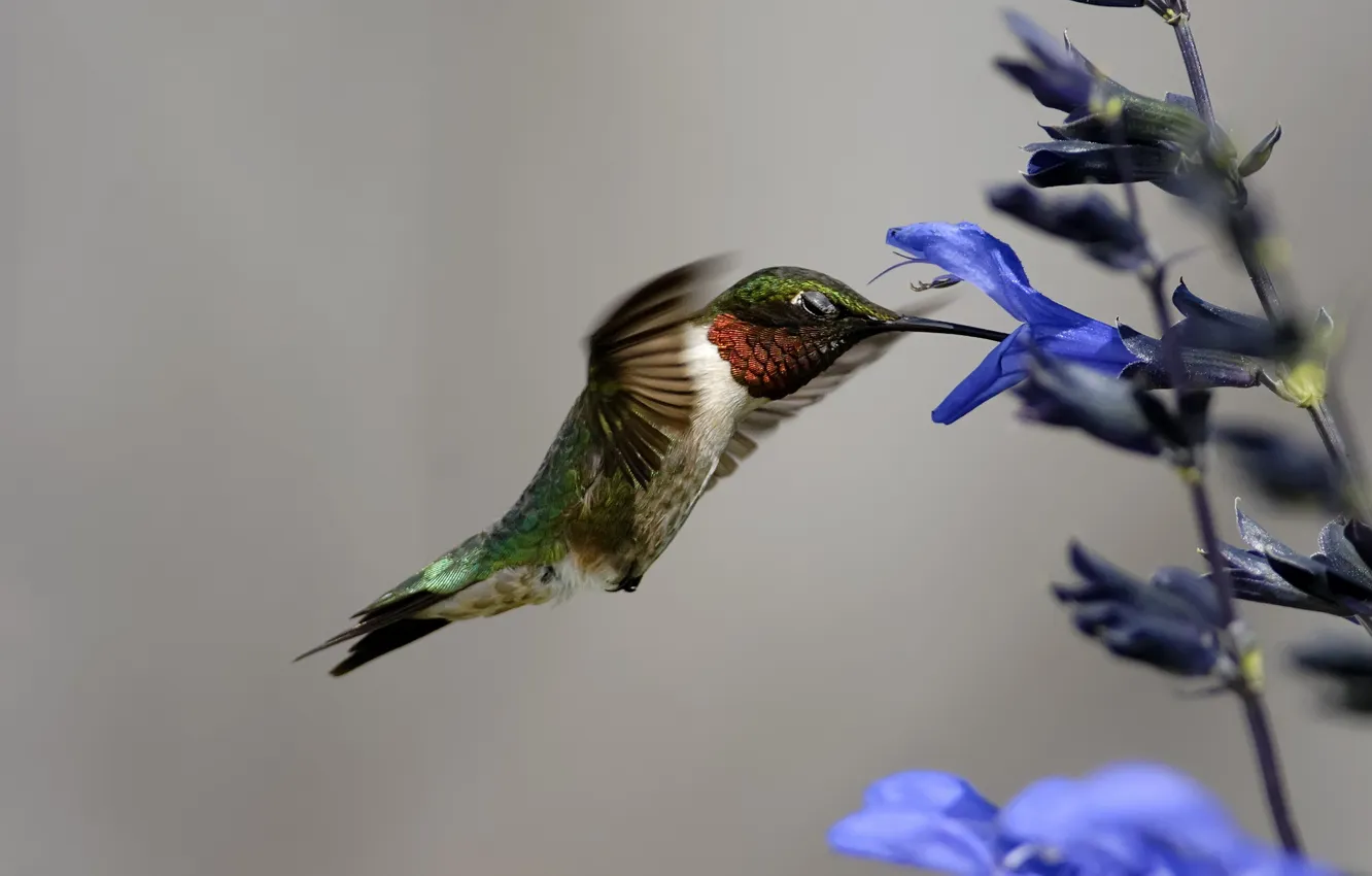 Photo wallpaper flowers, nature, bird