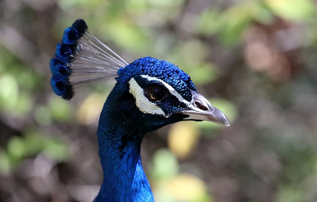 Photo wallpaper look, bird, crest, peacock. profile