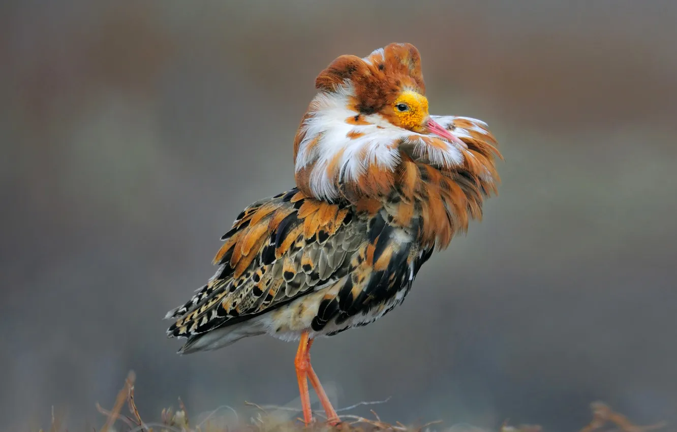 Photo wallpaper nature, bird, feathers, Norway, ruff