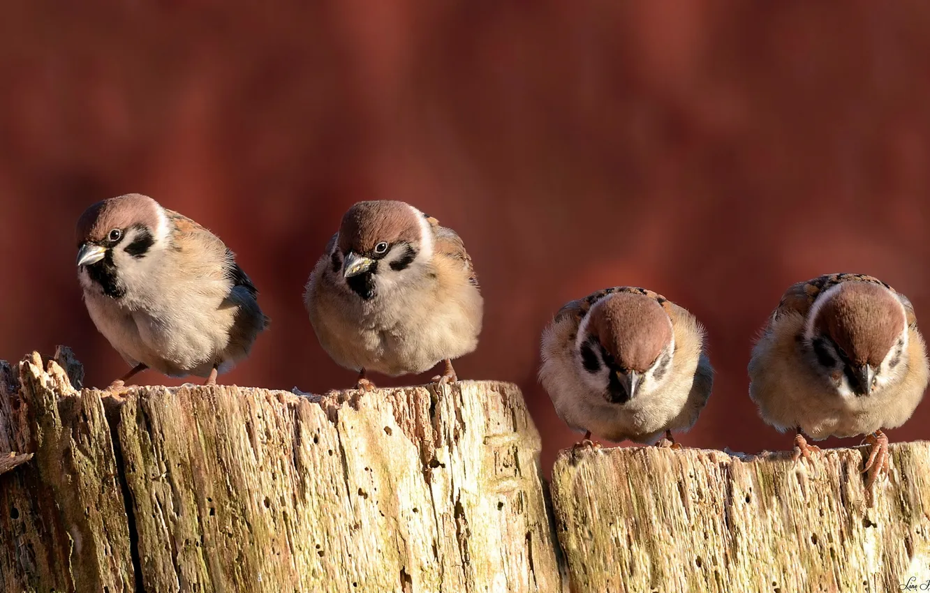 Photo wallpaper macro, nature, bird