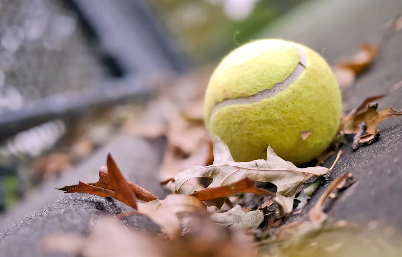 Photo wallpaper autumn, leaves, mood, the ball, ball, Tennis, tennis ball, tennis ball