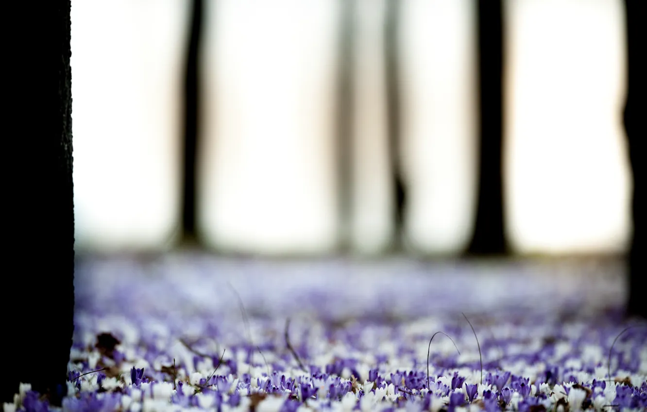 Photo wallpaper trees, flowers, nature