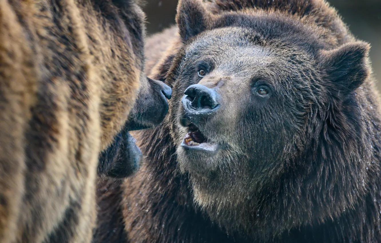 Photo wallpaper face, meeting, bear, greeting, familiarity, two bears