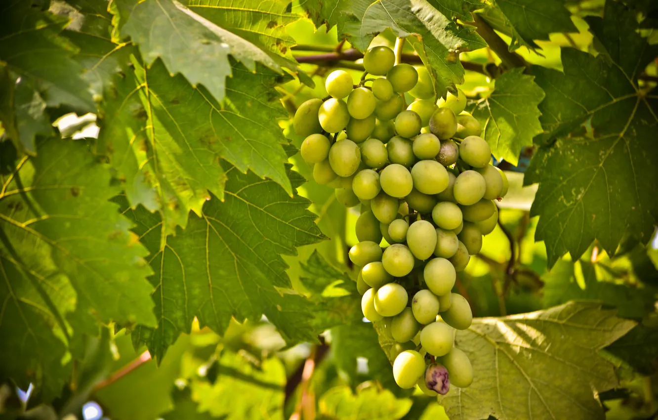 Photo wallpaper greens, taste, grapes, fruit, vine, grapes, Isabella, juicy