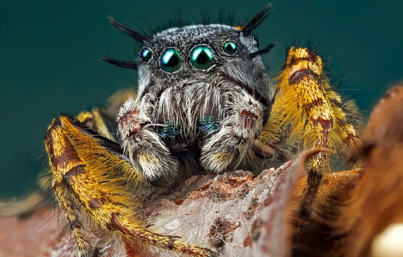 Photo wallpaper eyes, look, macro, yellow, pose, grey, background, leaf