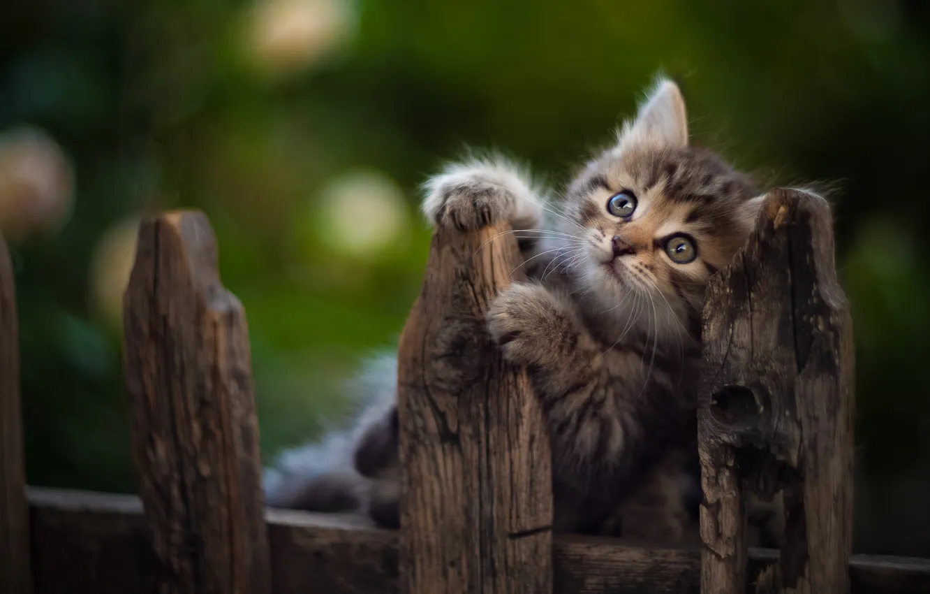 Photo wallpaper the fence, legs, baby, muzzle, kitty, Yuriy Korotun