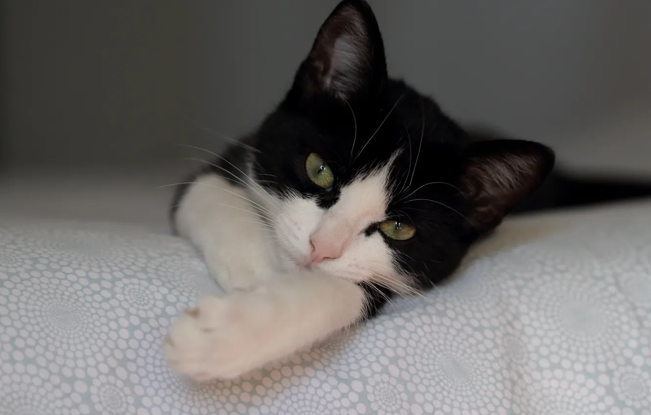 Photo wallpaper look, legs, muzzle, kitty