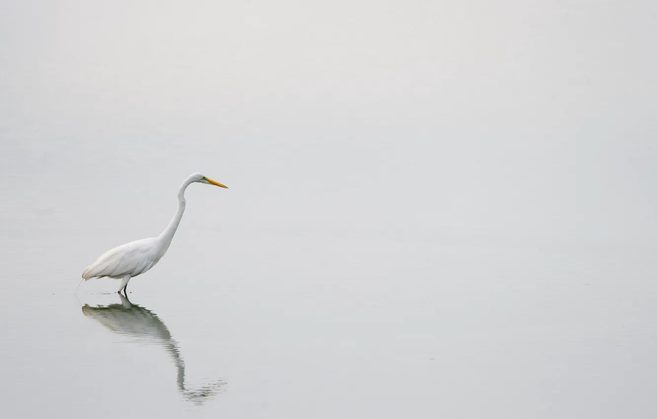 Photo wallpaper lake, reflection, wildlife, egret