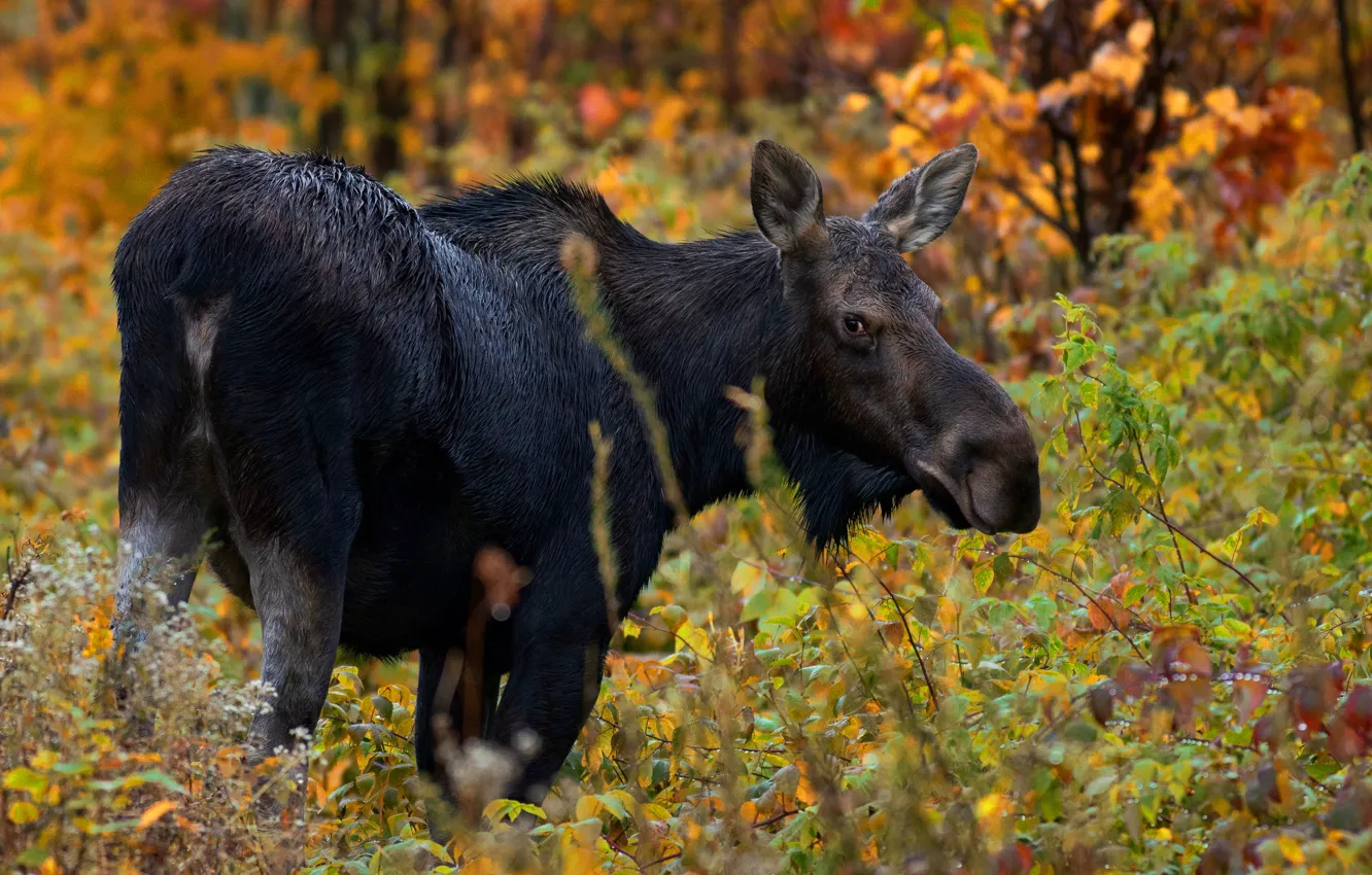 Photo wallpaper autumn, forest, look, moose