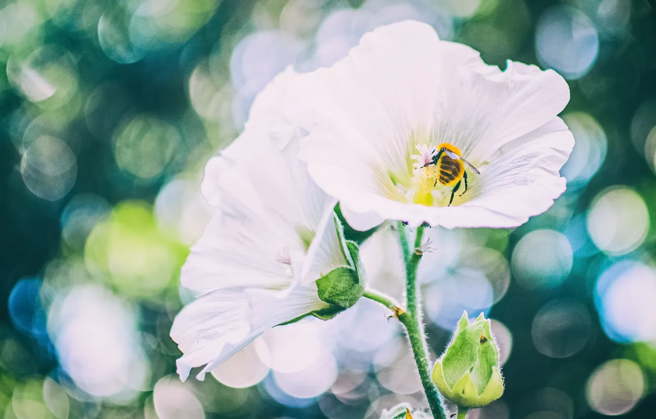 Photo wallpaper white, bee, mallow