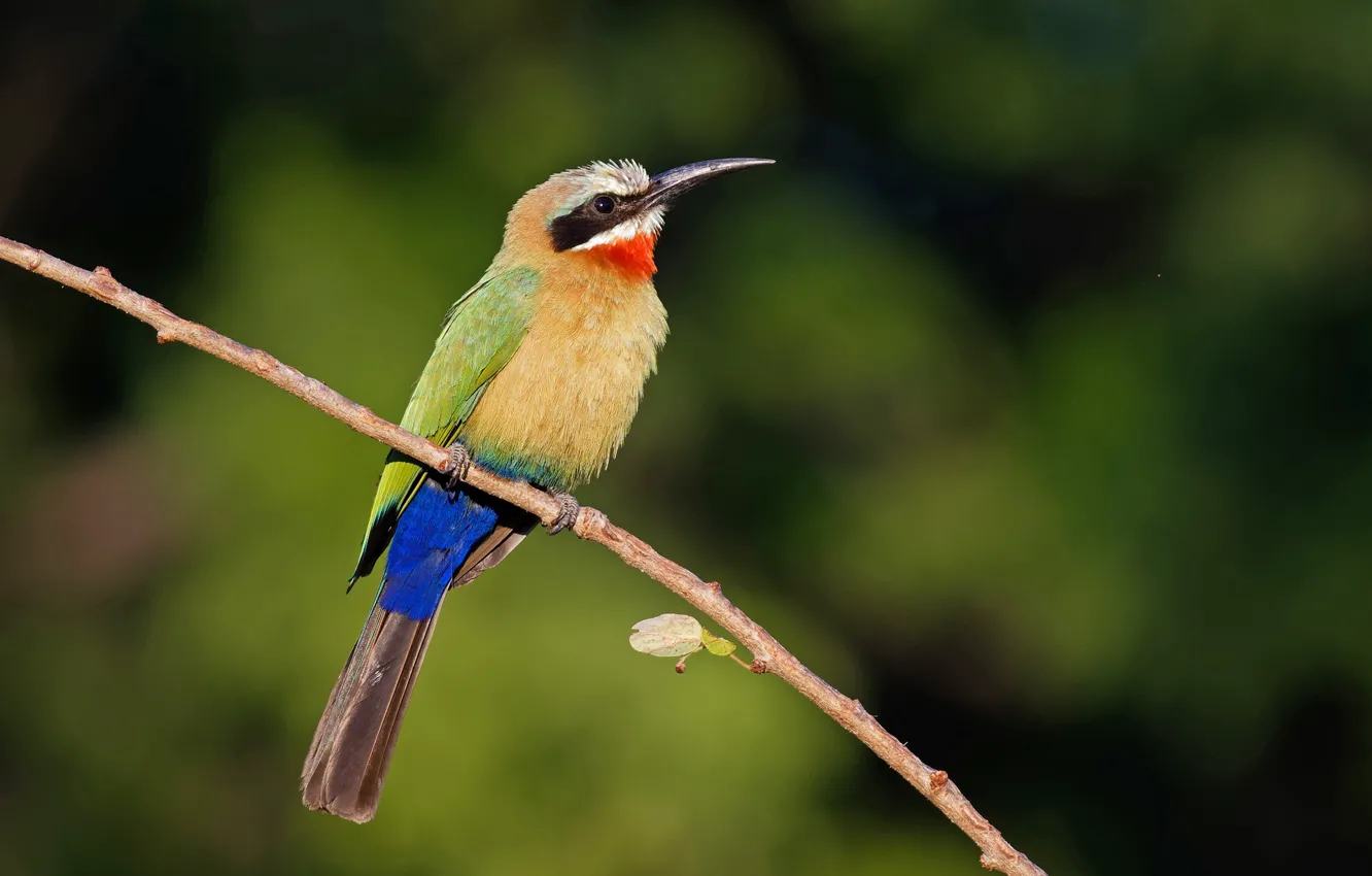 Photo wallpaper background, bird, peeled, schurka