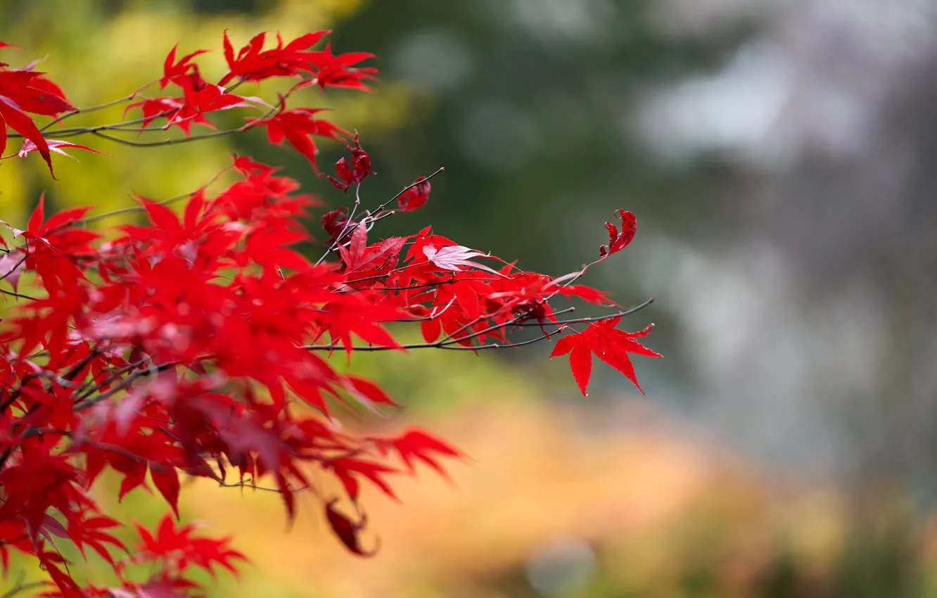 Photo wallpaper autumn, leaves, the crimson