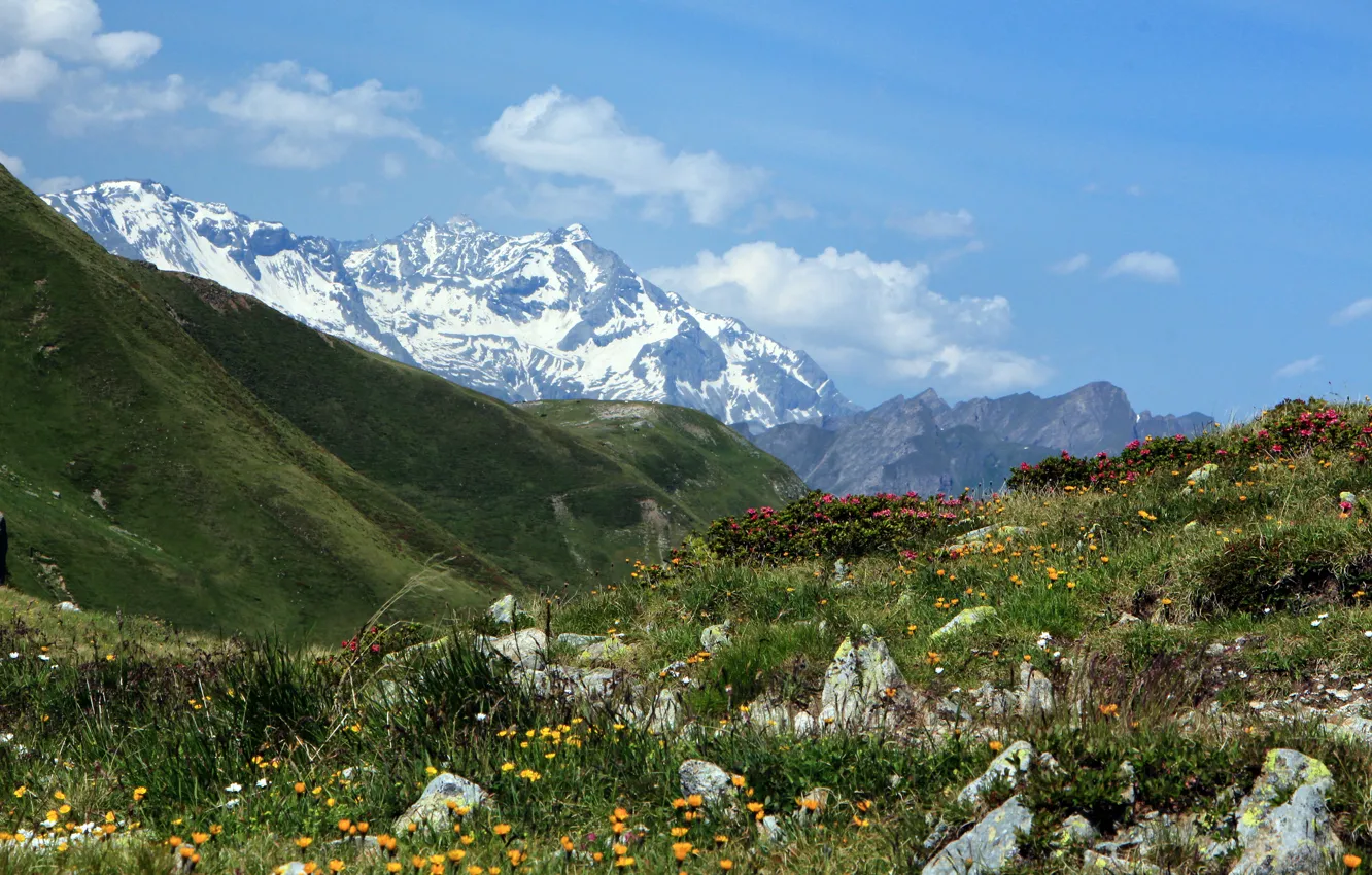 Photo wallpaper flowers, mountains, Italy, Italy, mountain pass, Penser Joch, Spencer-Joch