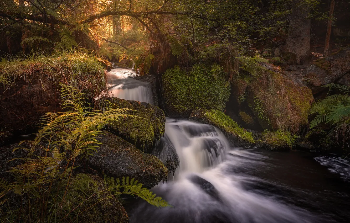 Photo wallpaper forest, nature, river, stream, waterfall