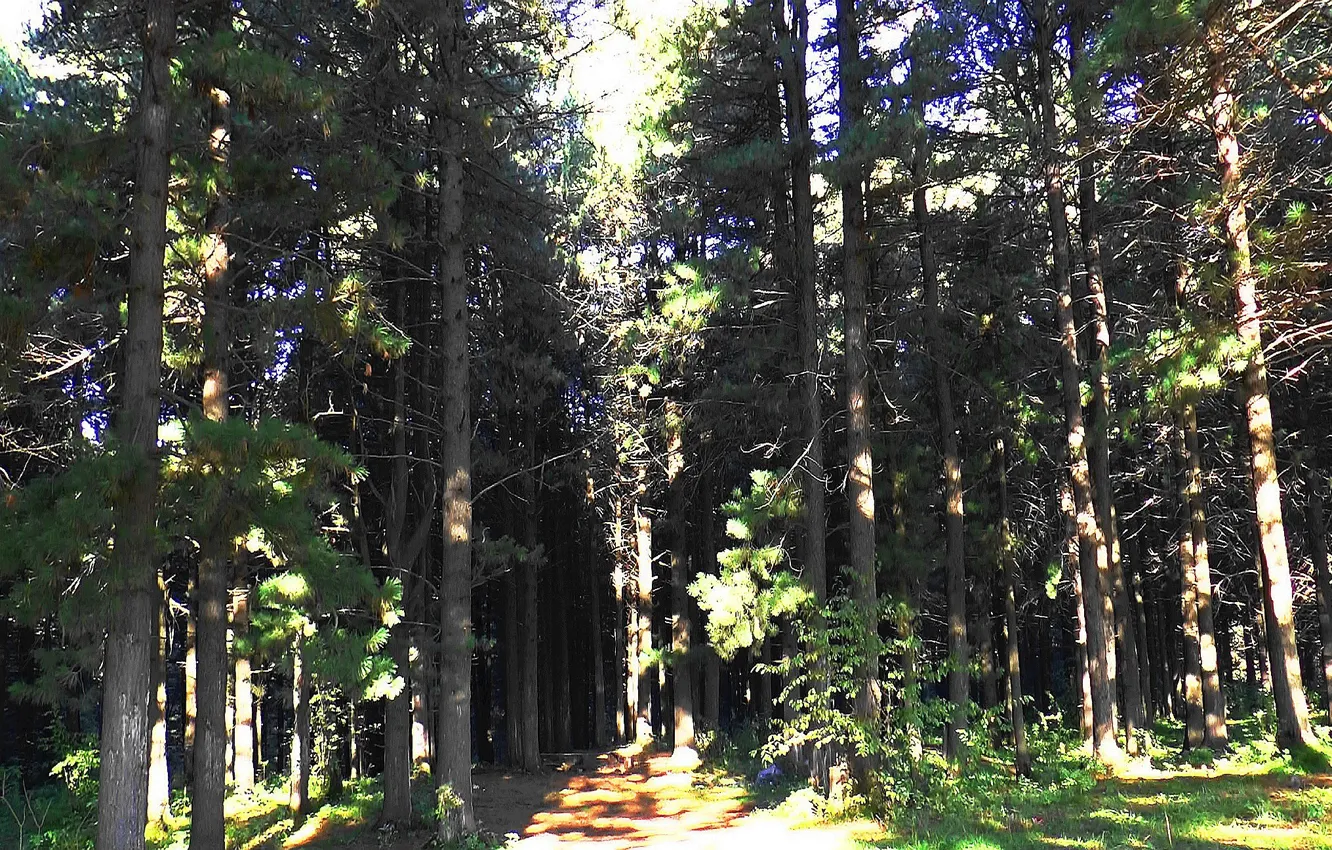 Photo wallpaper forest, taiga, cedar, Siberia