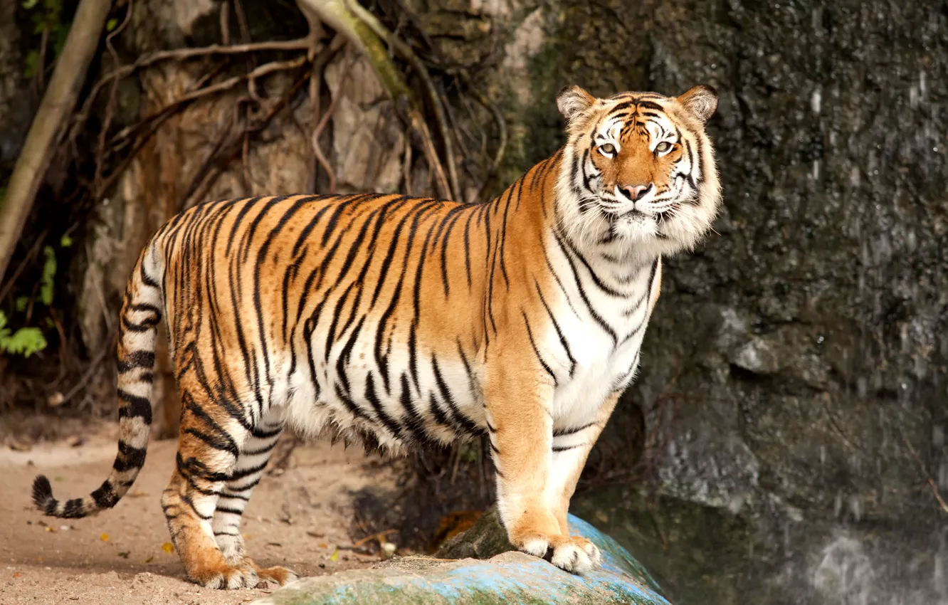 Photo wallpaper cat, tiger, stone, predator, the Amur tiger