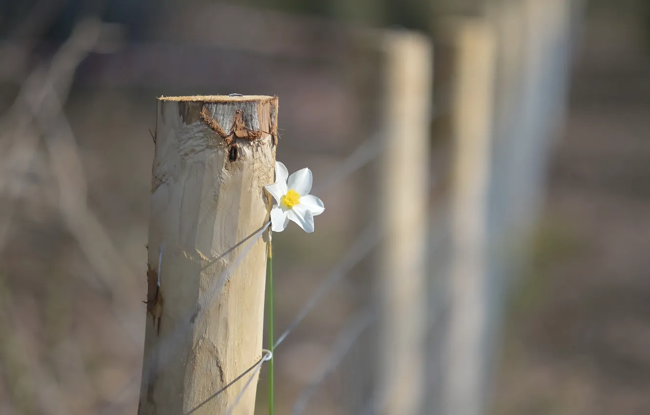 Photo wallpaper flower, background, the fence