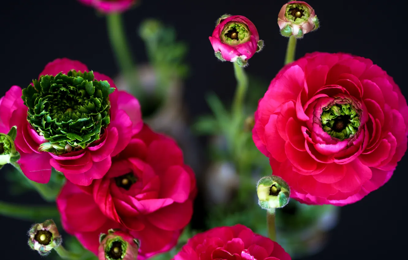 Photo wallpaper flowers, red, bouquet, pink, bokeh, raspberry, Ranunculus