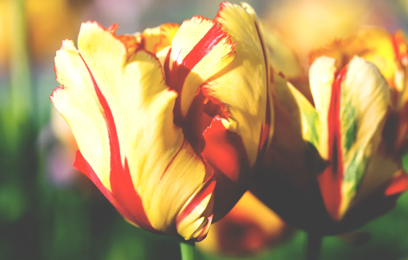 Photo wallpaper macro, flowers, yellow, bouquet, tulips, brightness