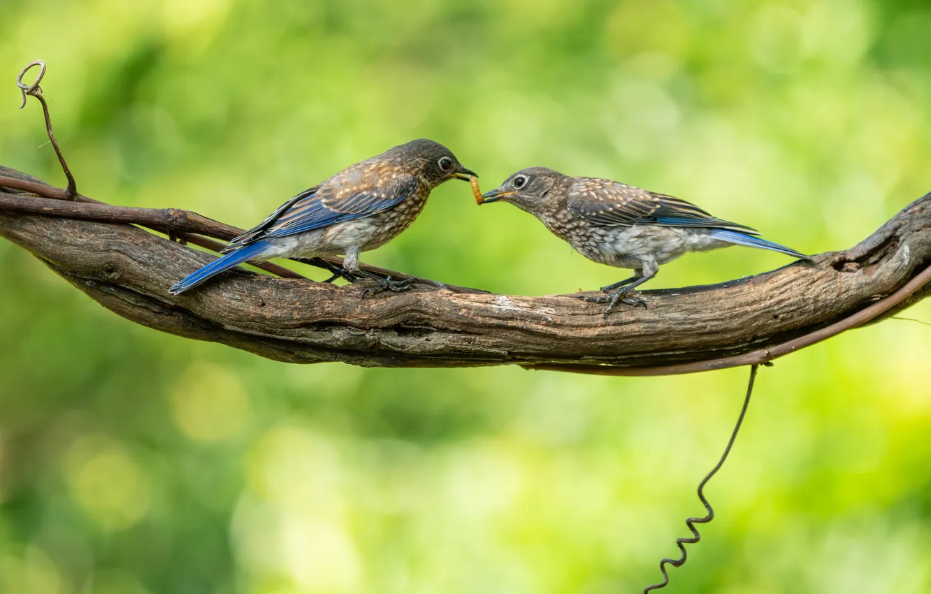 Photo wallpaper branches, bird, the worm
