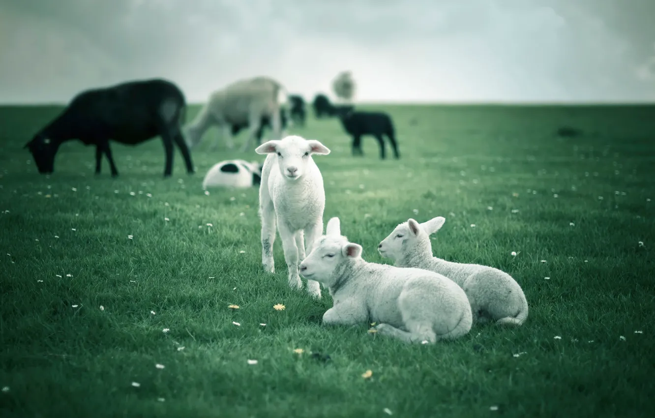 Photo wallpaper field, sheep, lambs