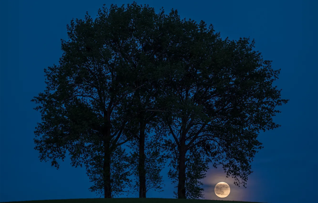 Photo wallpaper trees, sunset, the moon, silhouette