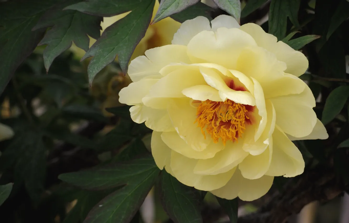 Photo wallpaper macro, yellow, peonies