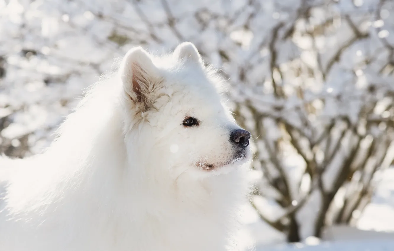 Photo wallpaper winter, look, snow, nature, pose, dog, face, Samoyed