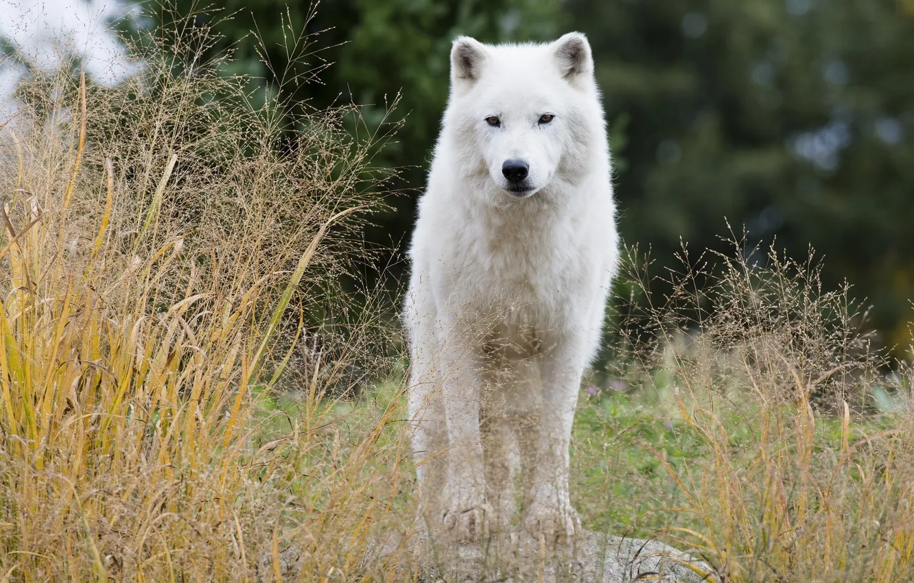 Photo wallpaper predator, observation, white wolf