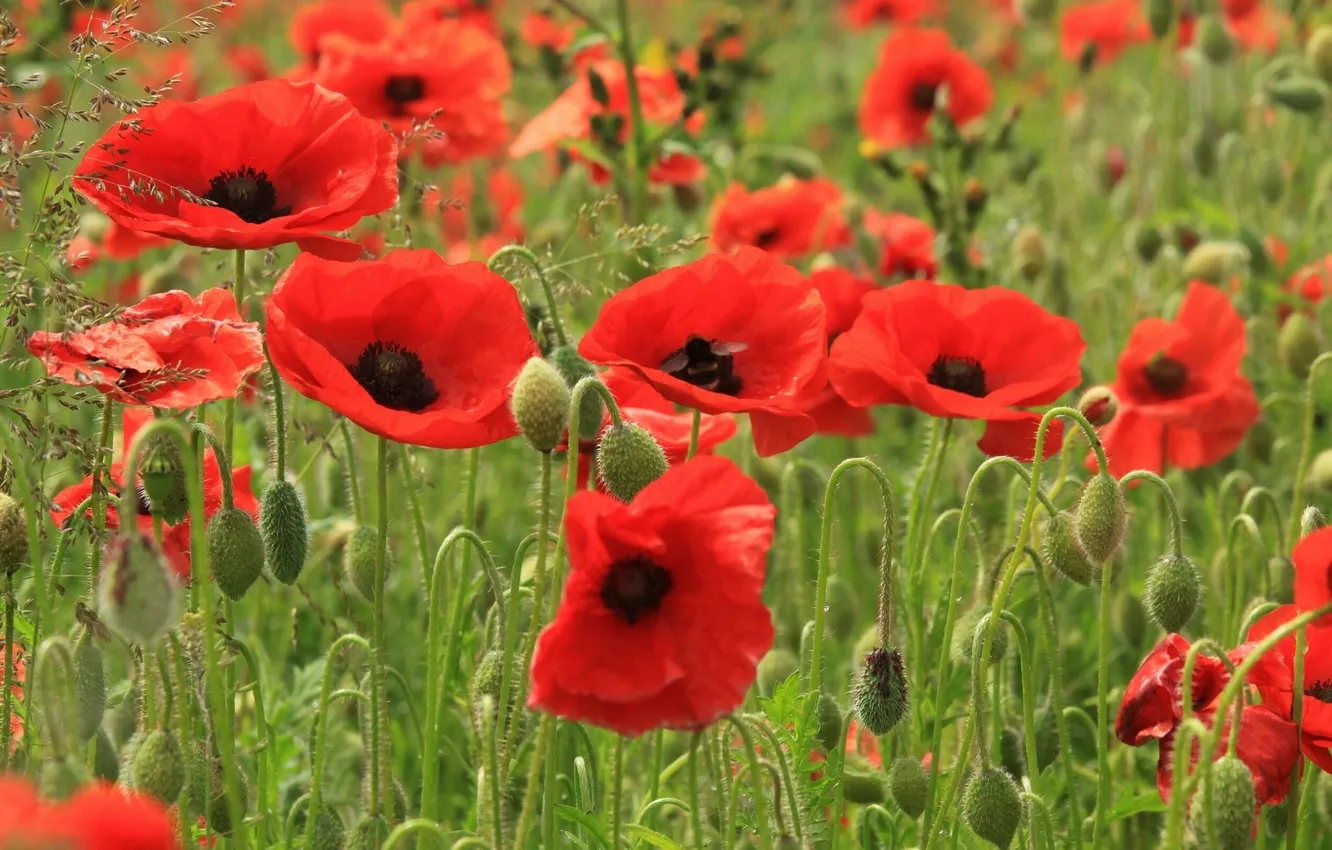 Photo wallpaper Maki, meadow, buds