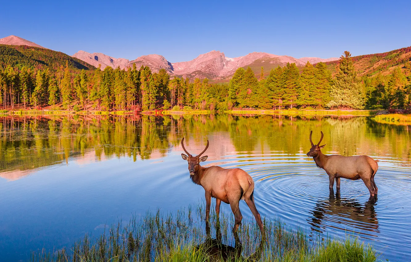 Photo wallpaper forest, animals, the sky, sunset, lake, deer