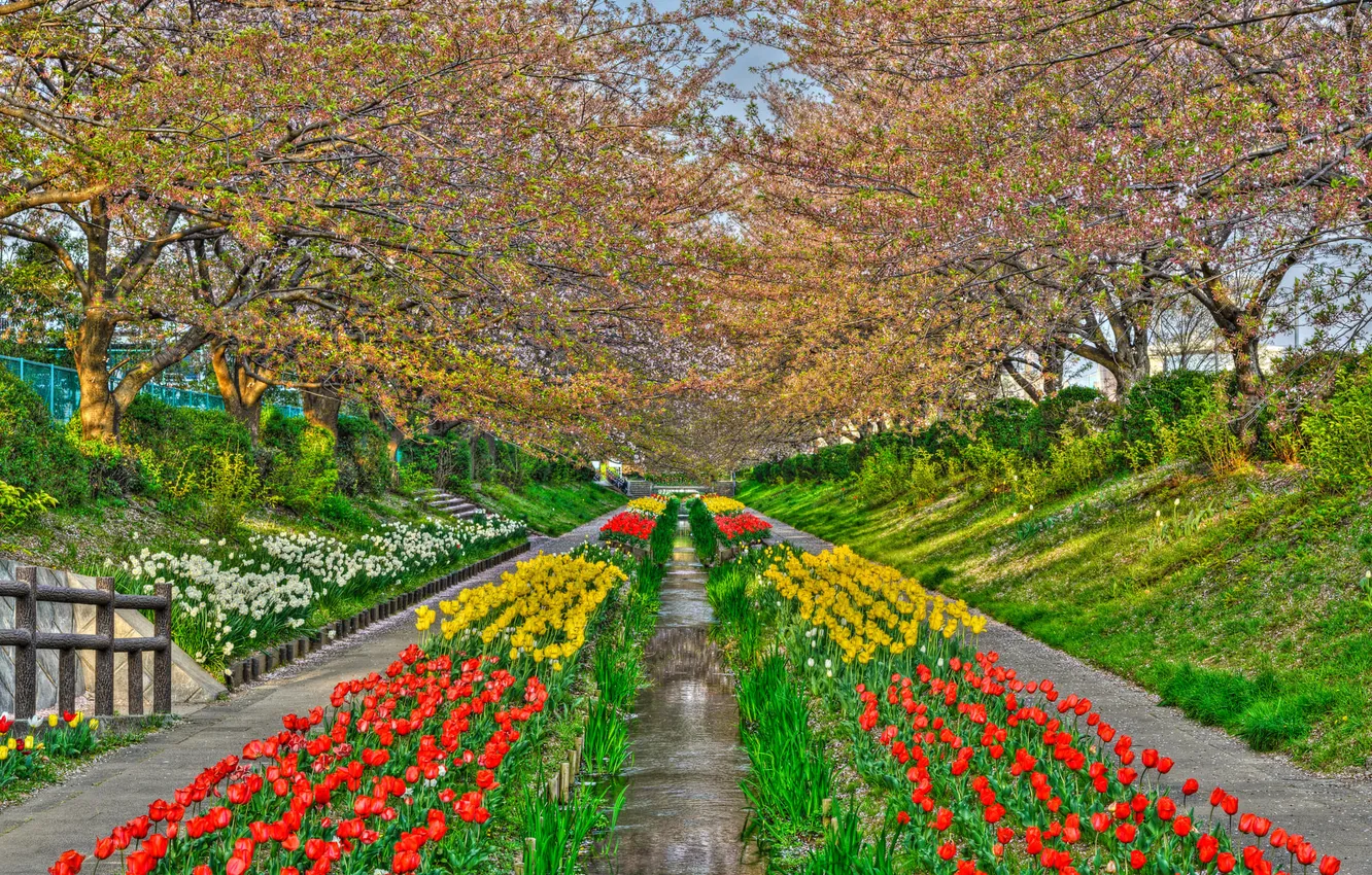 Photo wallpaper flowers, Park, stream, spring, Japan, tulips