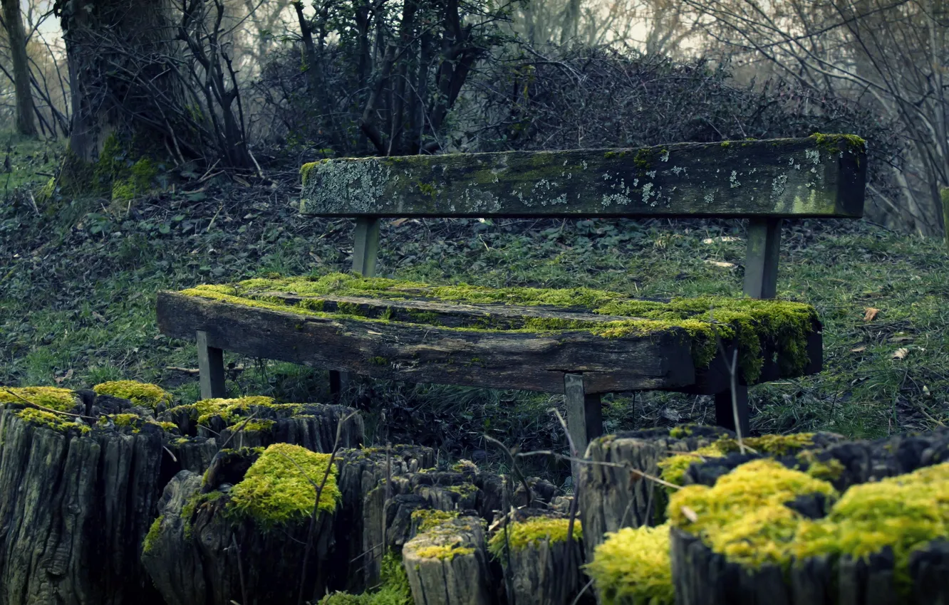 Photo wallpaper nature, moss, bench
