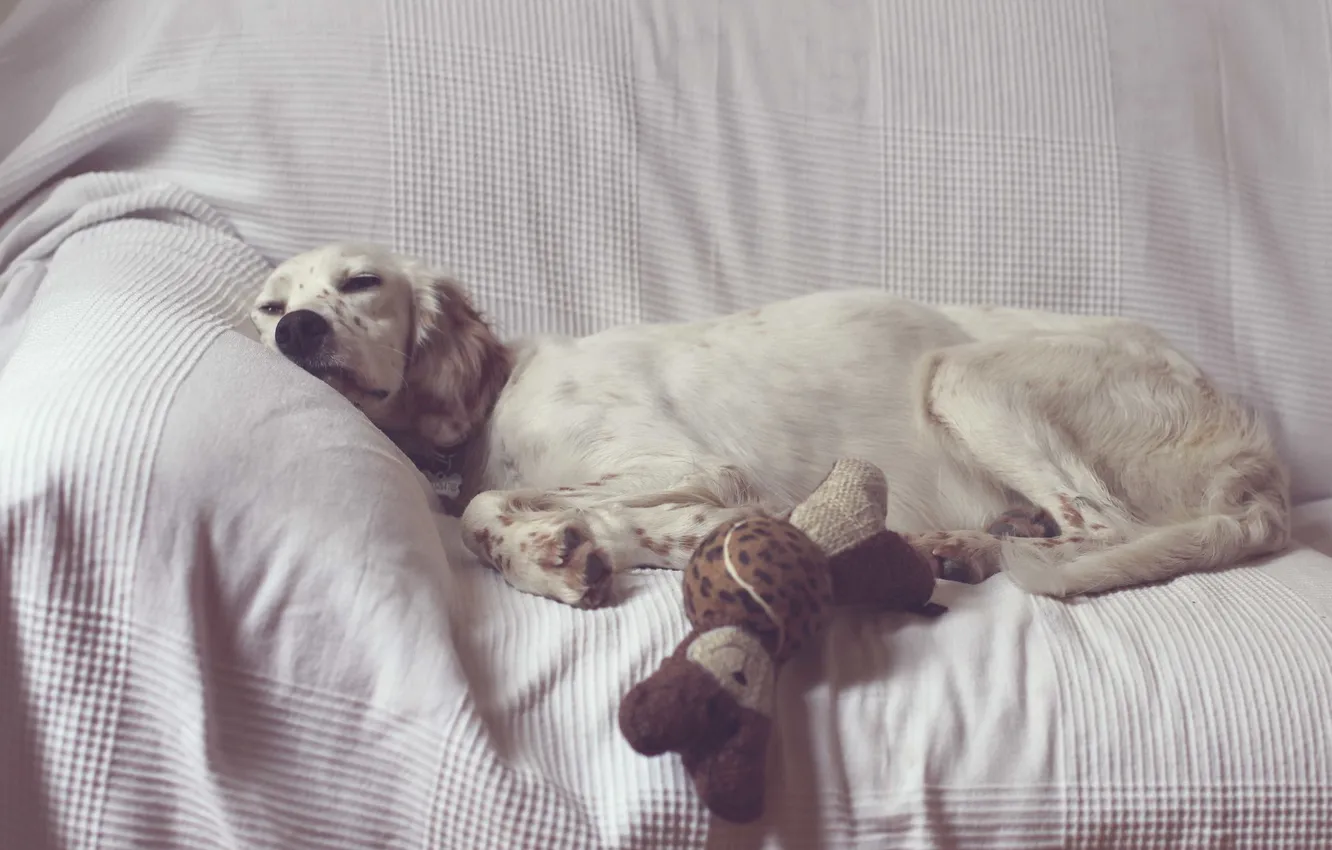 Photo wallpaper comfort, home, dog