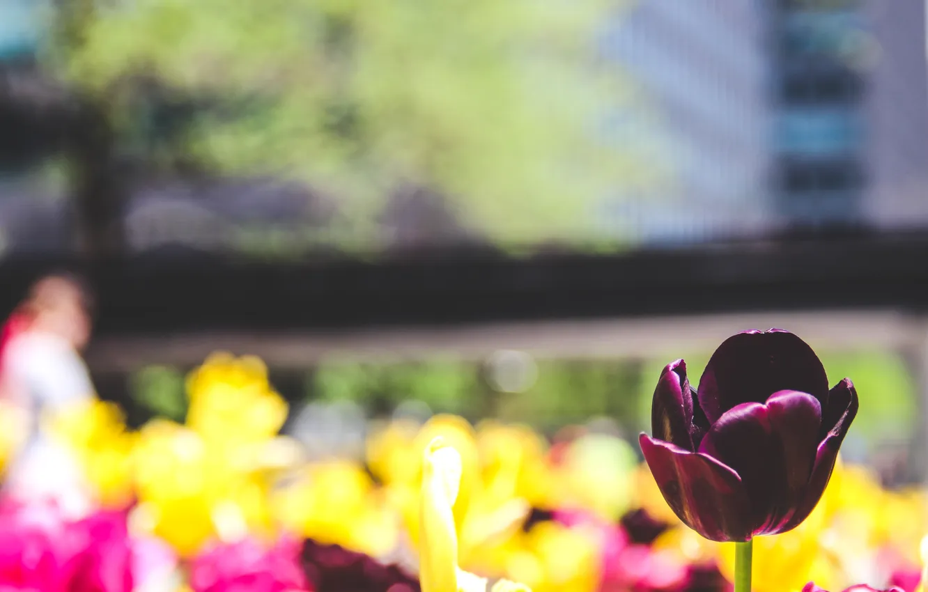 Photo wallpaper flowers, petals, tulips