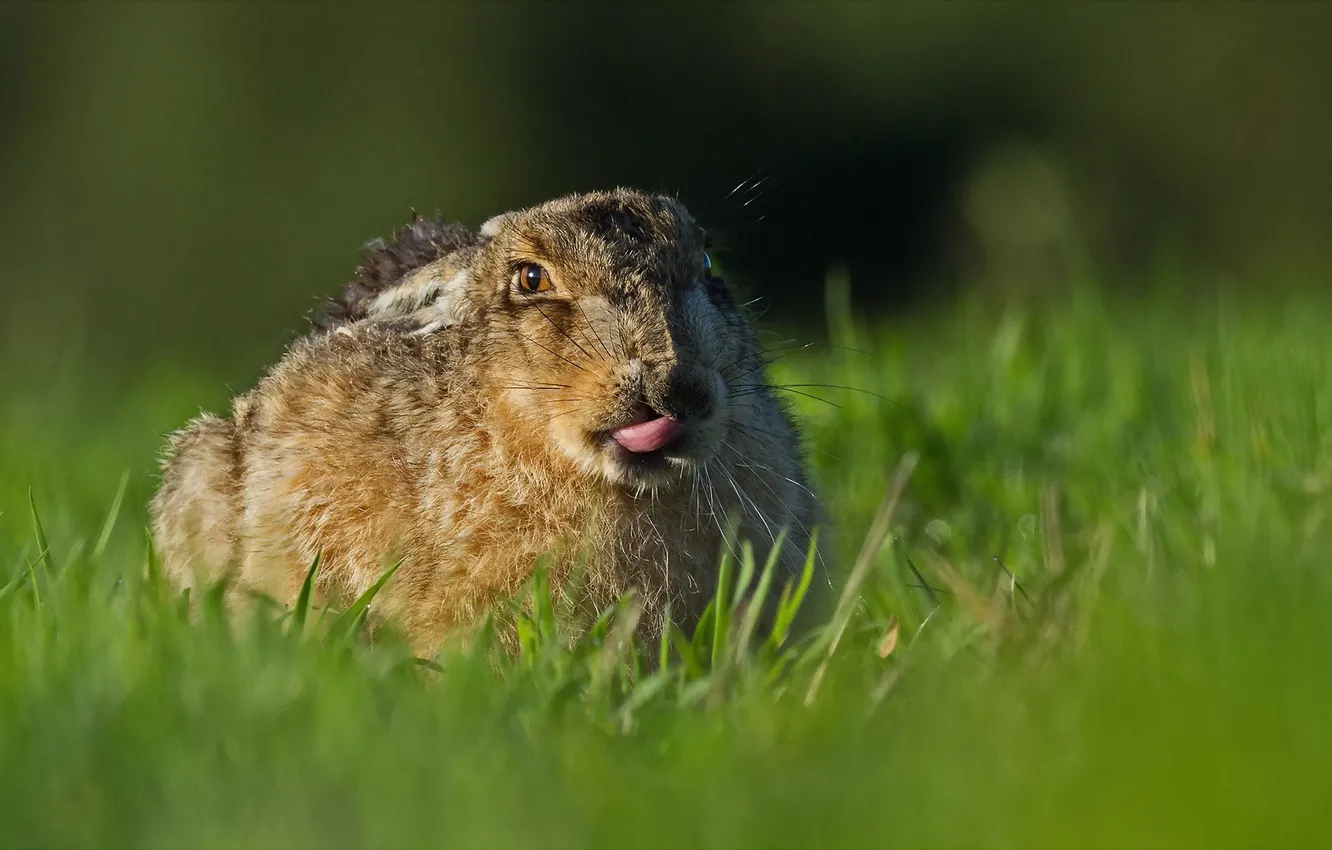 Photo wallpaper nature, background, hare