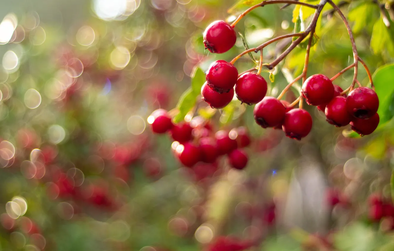Photo wallpaper autumn, light, branches, glare, berries, fruit, red, bokeh
