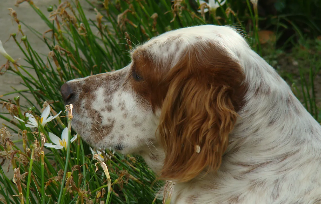 Photo wallpaper dog, macro, setter, English Setter