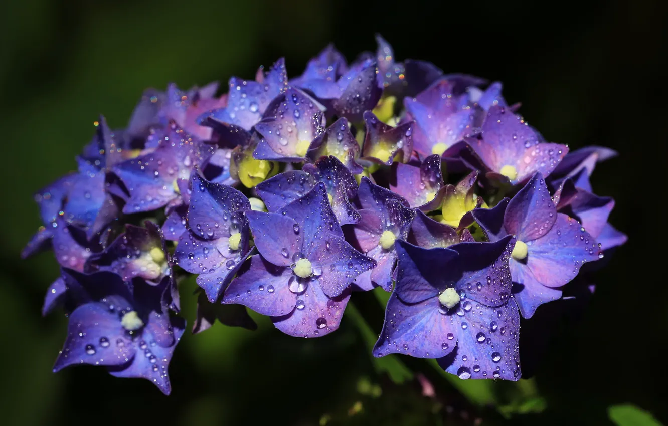 Photo wallpaper drops, flowers, the dark background, purple, lilac, hydrangea