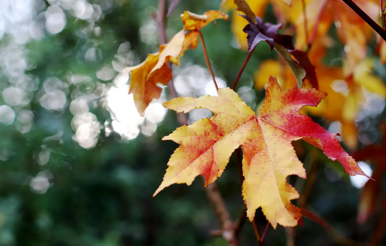 Photo wallpaper autumn, leaf, maple
