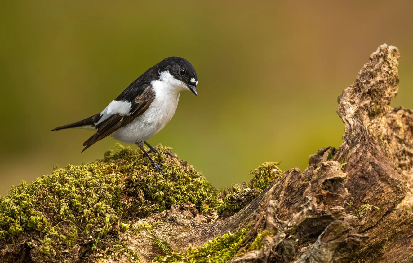 Photo wallpaper nature, background, bird, moss, bokeh, Flycatcher, Shropshire, Longmynd