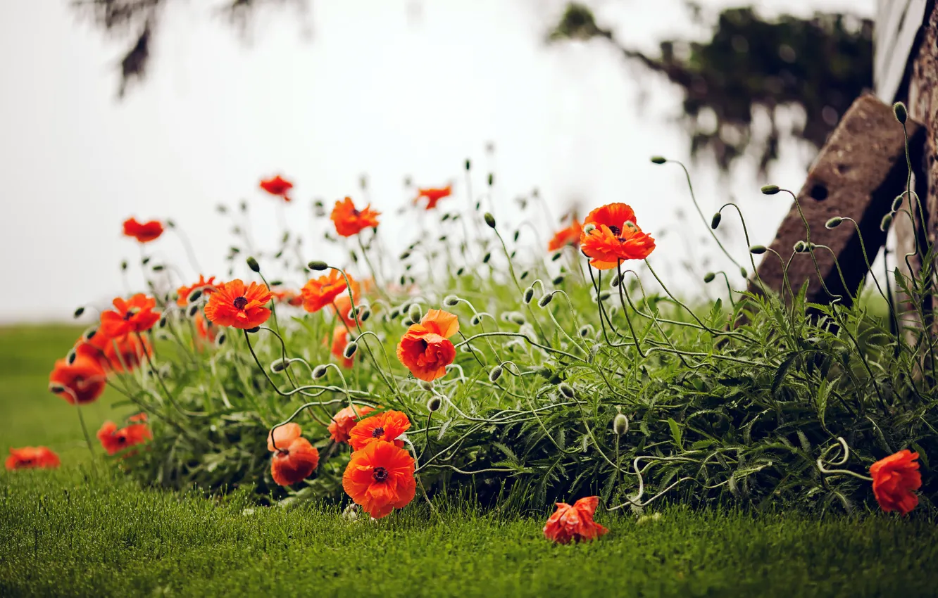 Photo wallpaper greens, field, summer, grass, flowers, nature, Maki, red