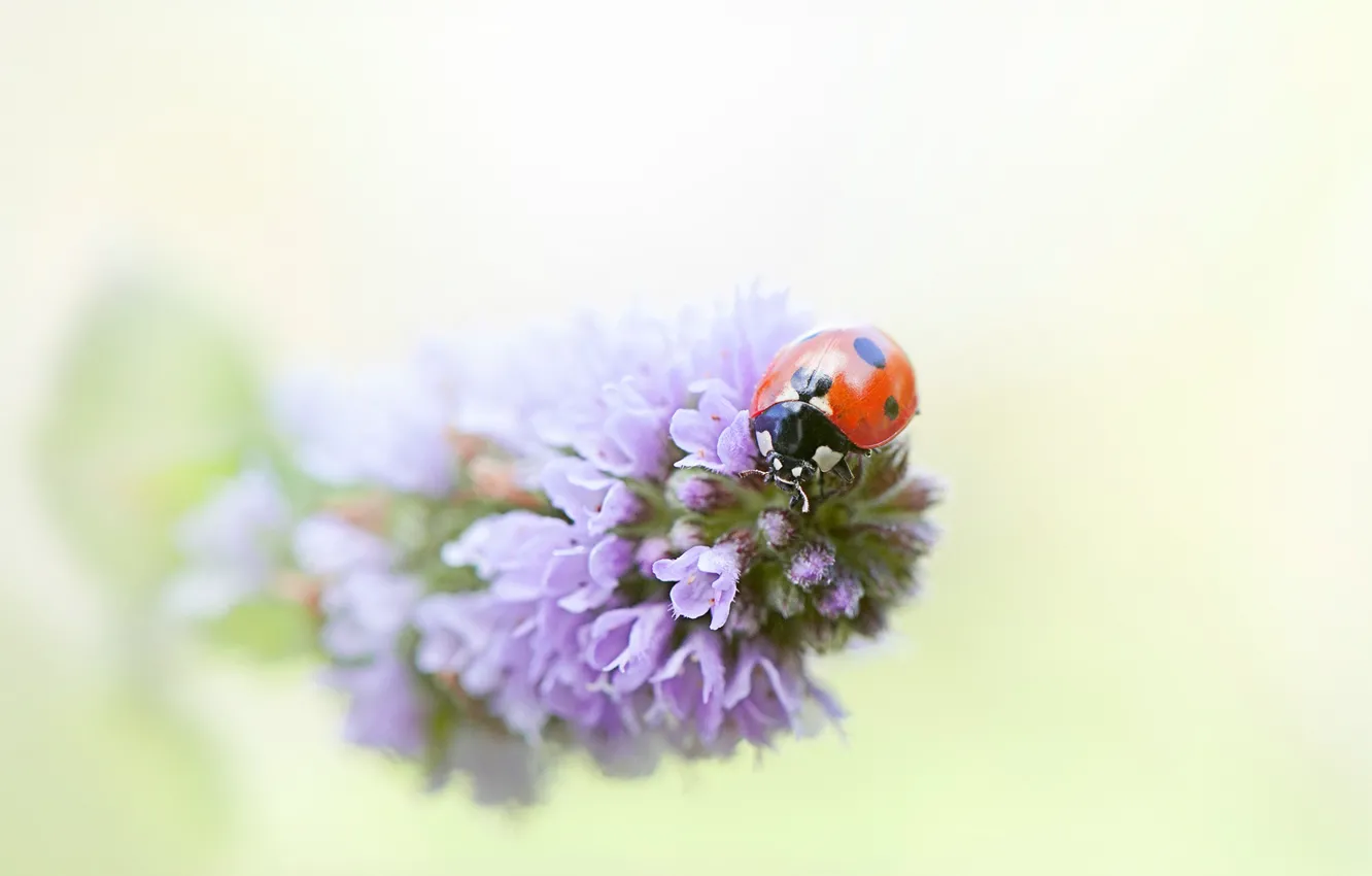 Photo wallpaper macro, flowers, red, background, ladybug, beetle, blur, insect