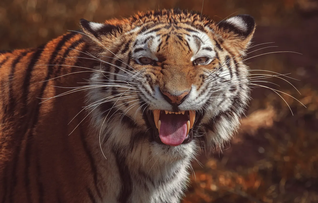 Photo wallpaper language, look, face, tiger, background, portrait, mouth, fangs