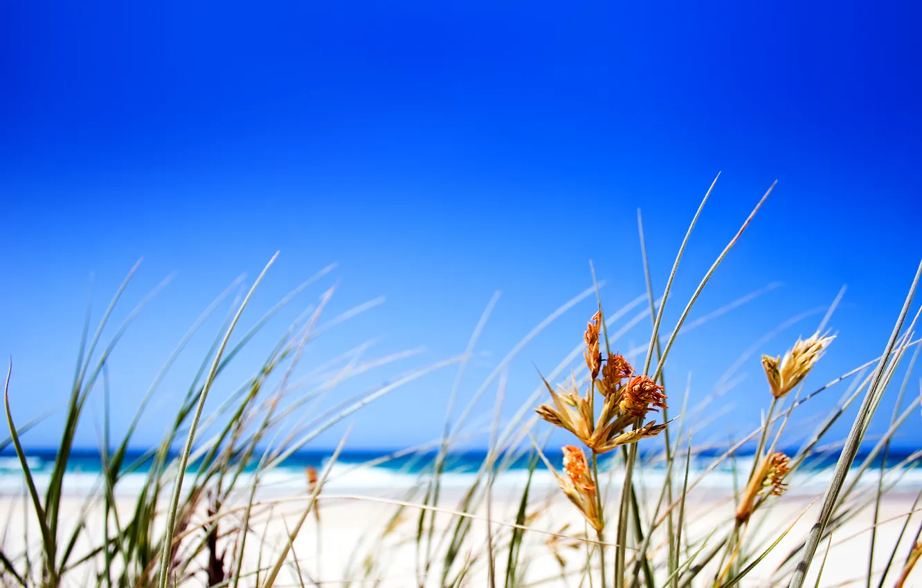 Photo wallpaper grass, Beach, horizon