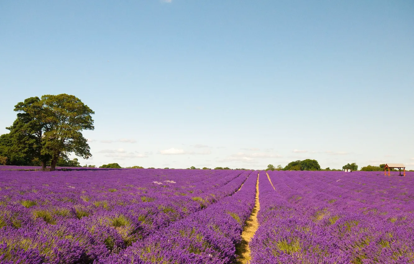 Photo wallpaper trees, flowers, France, lavender, plantation, Provence